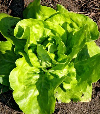 Romaine lettuce in the ground clipart