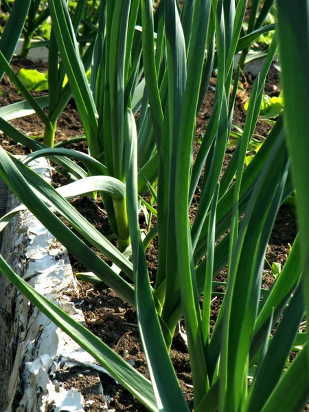 지상에서 성장 하는 마늘 — 스톡 사진