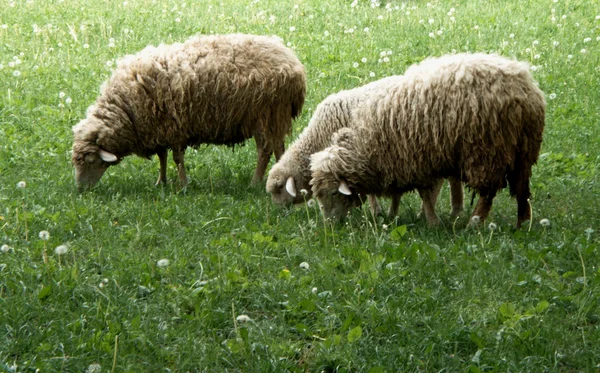 Вівці в полі кульбаби — стокове фото