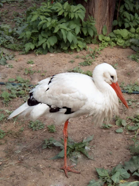 stock image White stork resting on one leg