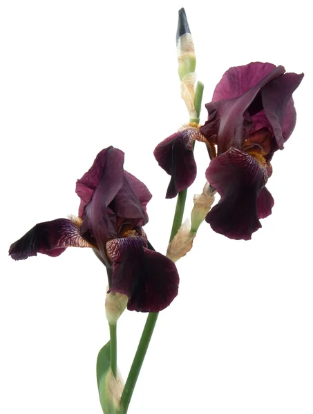 Iris isolé sur blanc — Photo