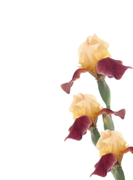 Iris isolés sur blanc — Photo