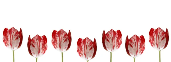 Reihe von Tulpen für Einfassungen, Rahmen usw. — Stockfoto