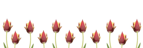 Line of tulips for borders, frames etc — Stock Photo, Image