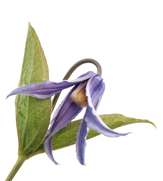 Clematis integrifolia, flor de clematis integrifolia — Foto de Stock