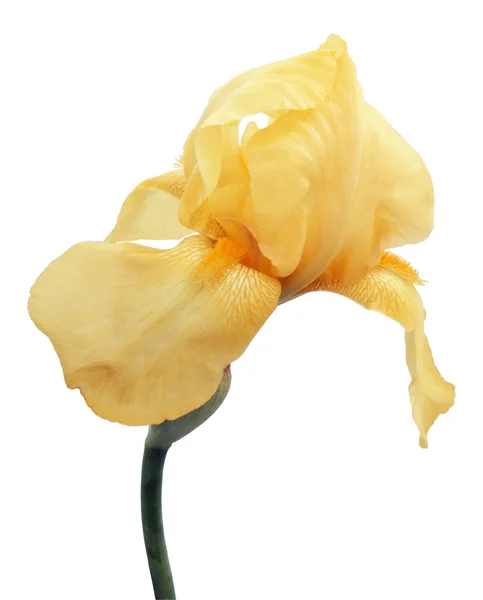 Iris aislados en blanco —  Fotos de Stock