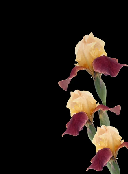 Iris isolés sur noir — Photo