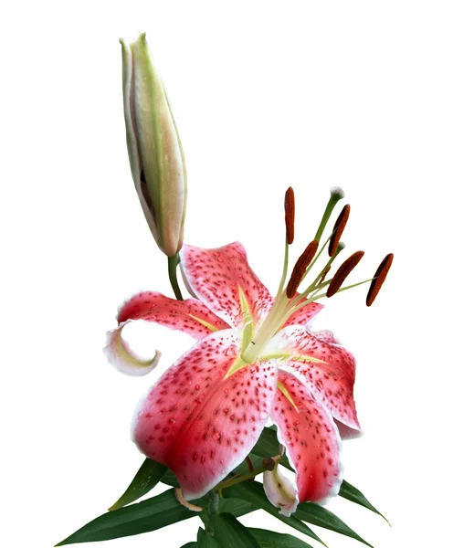 Beyaz bir arka plan üzerinde izole pembe lily — Stok fotoğraf