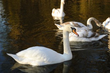 White swan on the water in the park clipart