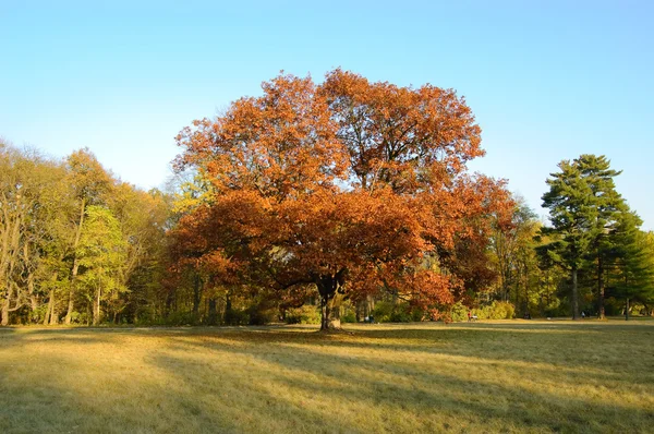 The tree in the middle of a glade — Stock Photo, Image