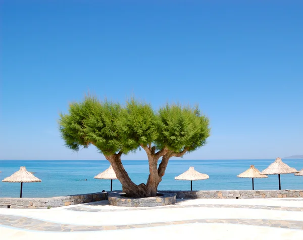 Дерево на пляже в роскошном отеле — стоковое фото
