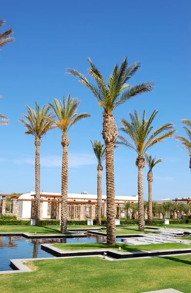 Palmbomen op de ingang van hotel — Stockfoto