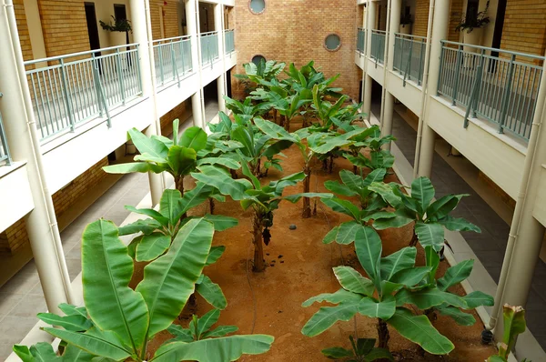 Банановая плантация в роскошном отеле — стоковое фото