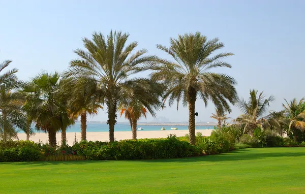 Palms at the beach of luxury hotel, Dubai, UAE — Stock Photo, Image