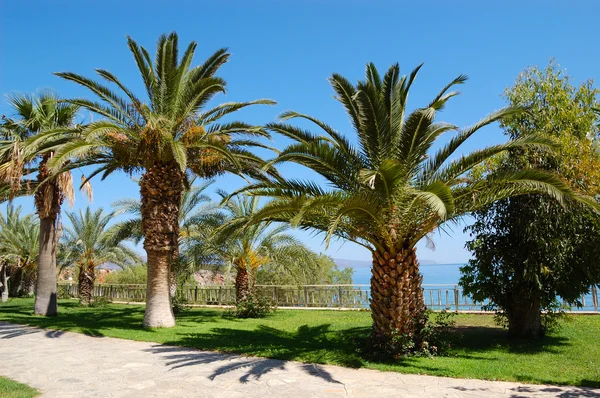 Palmbomen op luxe hotel, Kreta, Griekenland — Stockfoto