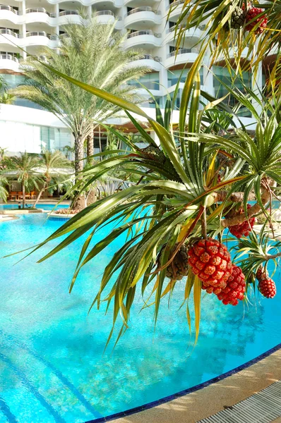 Tropische plant met vruchten op zwembad van luxehotel, pat — Stockfoto