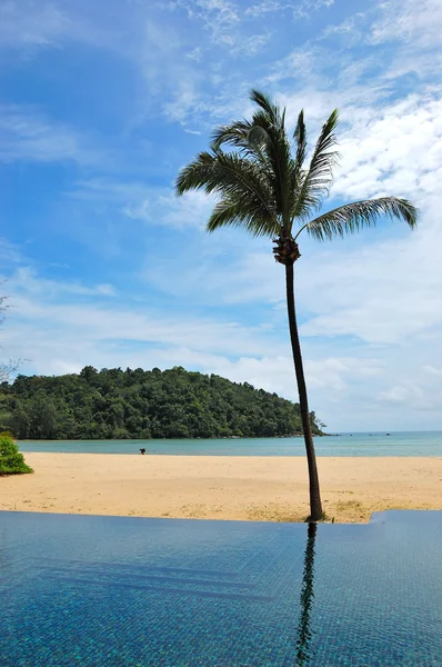 Palme am Strand und Schwimmbad, Phuket, Thailand — Stockfoto
