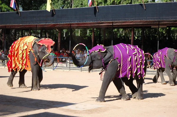 Pokaż słynnego słonia w nong nooch tropikalny ogród — Zdjęcie stockowe