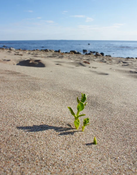 La plante sur la plage . — Photo
