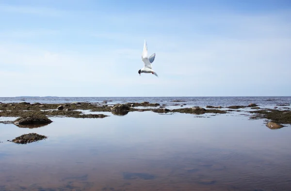 Gull over the sea. — Stock Photo, Image