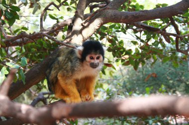 Squirrel monkey clipart