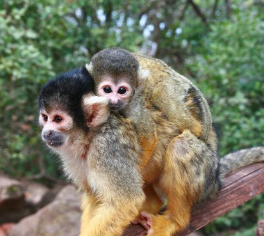 Squirrel monkey clipart