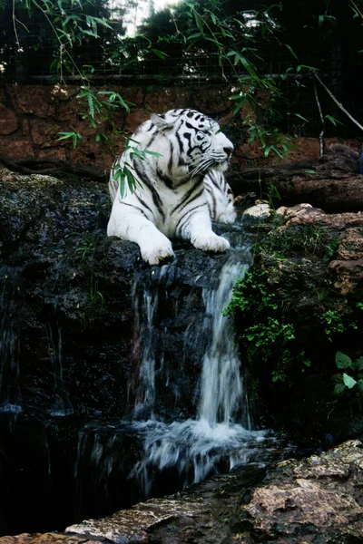 Bengaler weißer Tiger — Stockfoto
