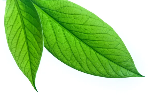흰색 바탕에 녹색 잎 — 스톡 사진
