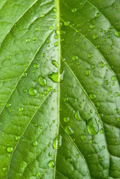 stock image Green leaf