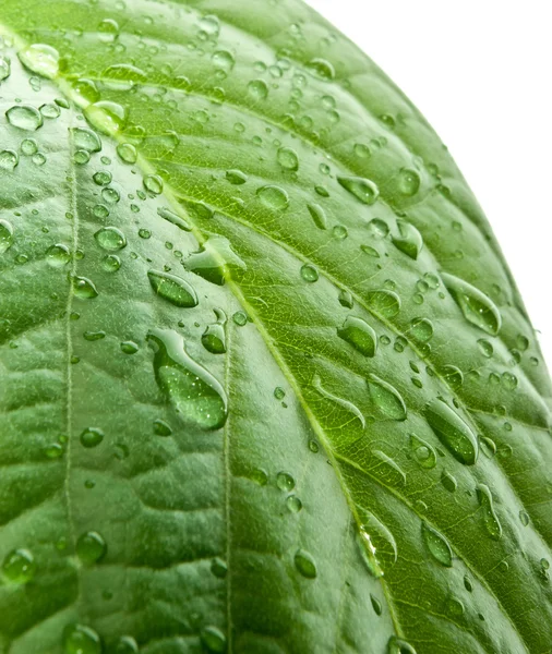 Close-up van groene blad — Stockfoto