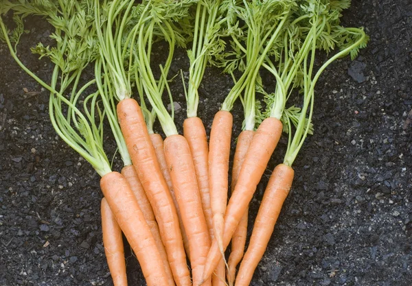 Zanahorias cosechadas — Foto de Stock