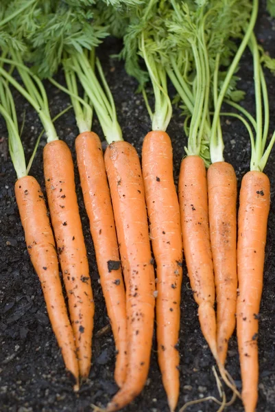 Зібраний урожай морква — стокове фото