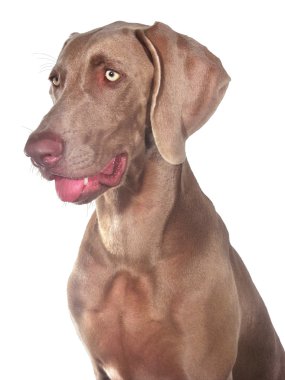 Weimaraner köpek