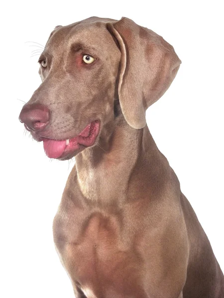 Weimaraner dog — Stock Photo, Image