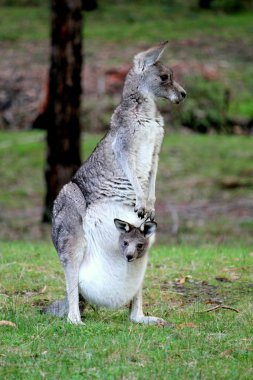 Eastern Grey Kangaroo & Joey clipart