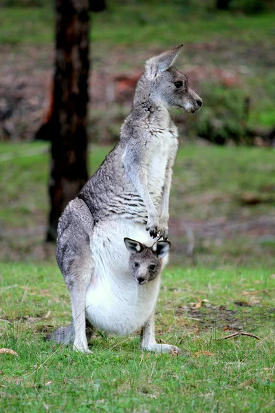 Canguru cinzento oriental & Joey — Fotografia de Stock