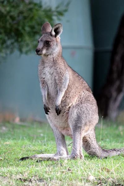 Doğu gri kanguru — Stok fotoğraf