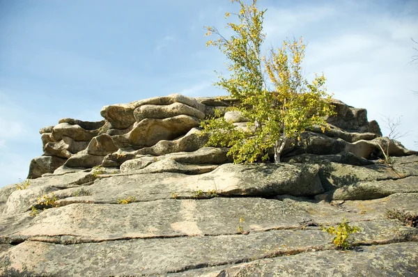 Birch growing from the rock — Stock Photo, Image