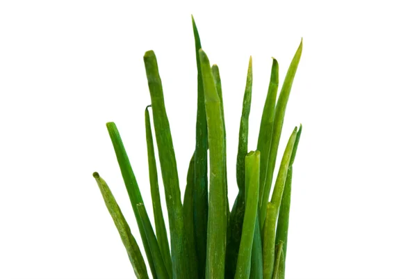 Zelená cibule izolované na bílém pozadí — Stock fotografie