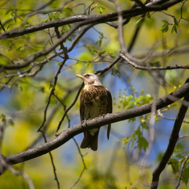 fieldfare