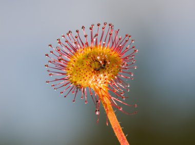 Sundew