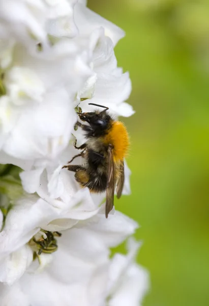 Bumblebee — Stock Photo, Image