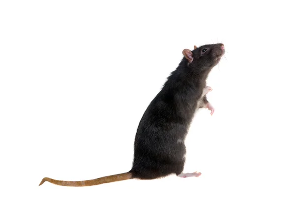 Rato preto de pé — Fotografia de Stock