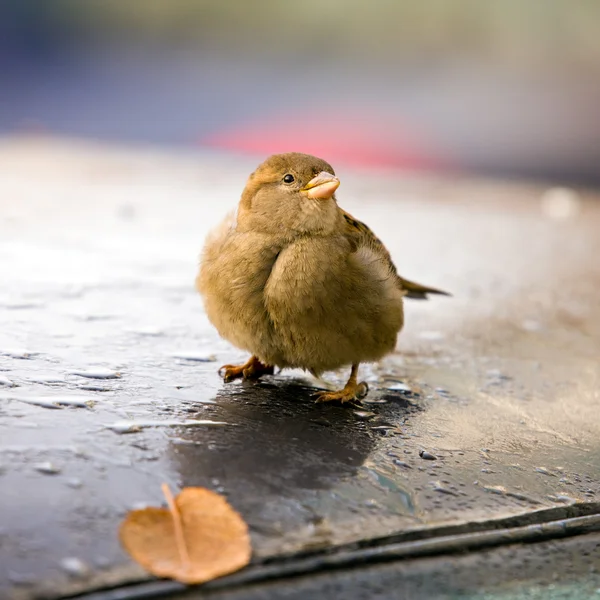 stock image Sparrow