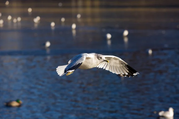 飞行的一只海鸥 — 图库照片