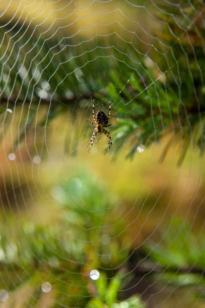 Stock image Spider in the centre