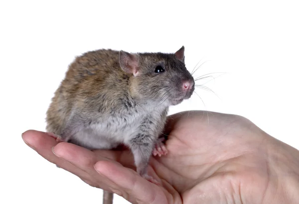 Rat sur une main — Photo
