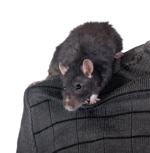 Rat sur une épaule — Photo