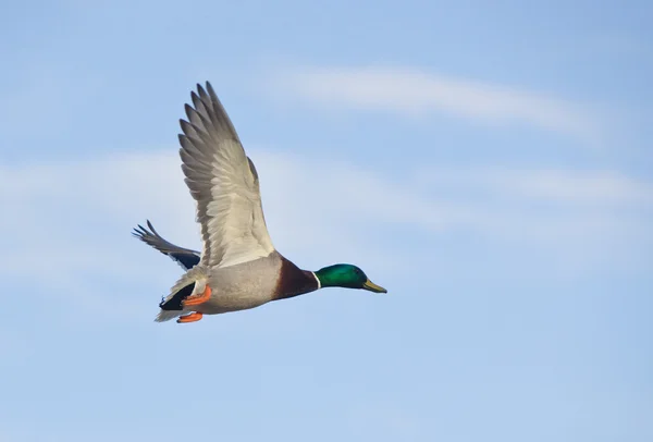 Vlucht — Stockfoto