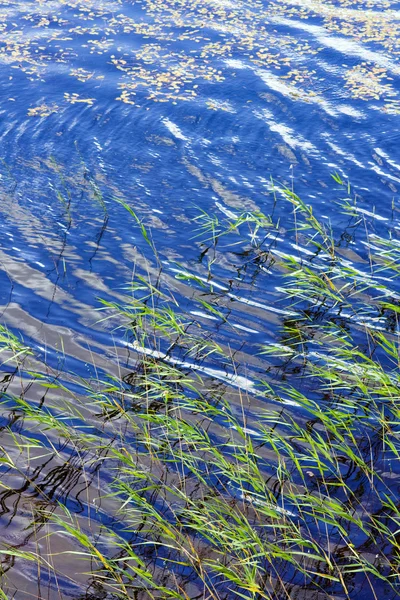 Голубая вода и зеленая трава — стоковое фото